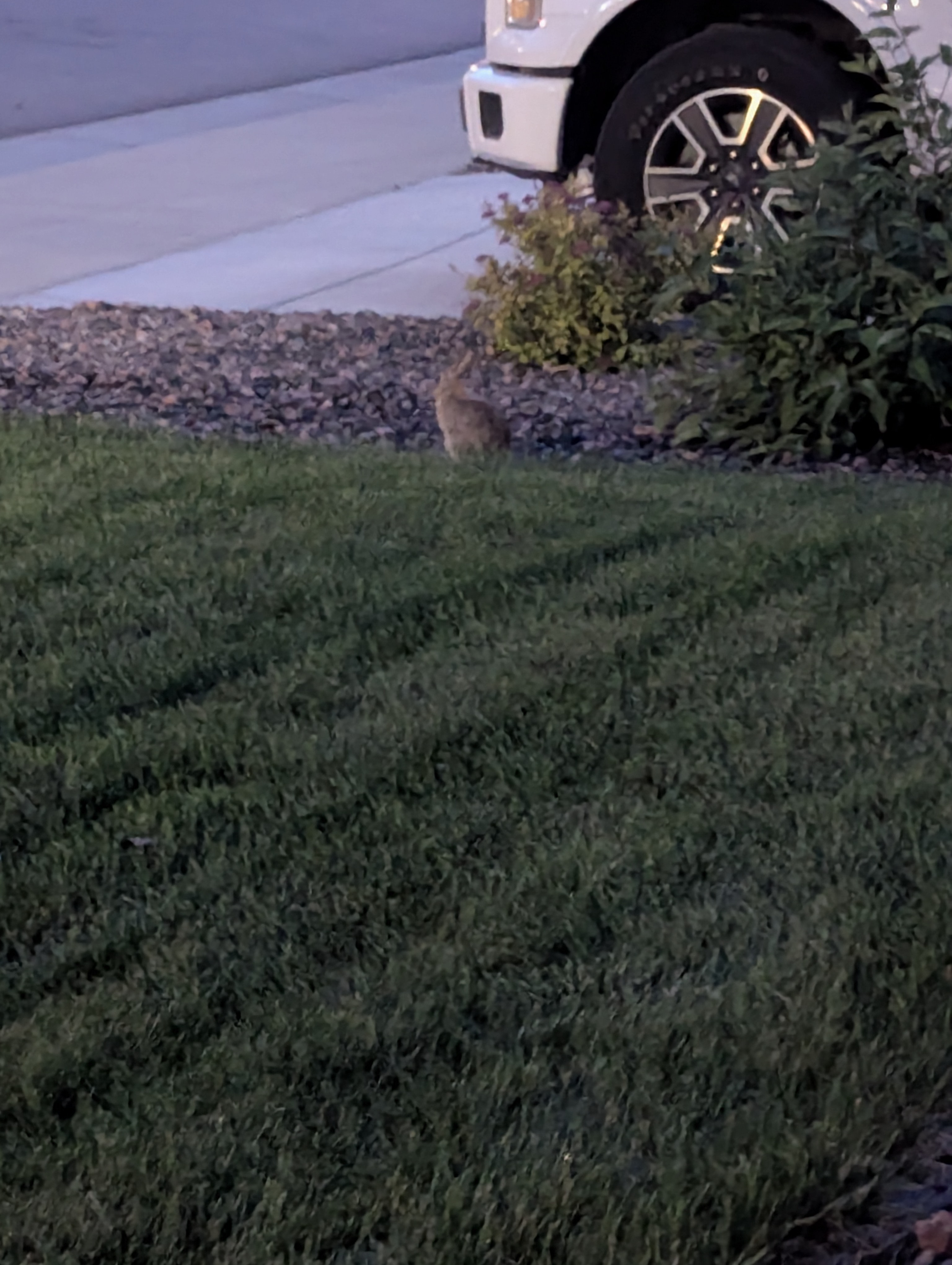Garden, Flowers, Morrison, Colorado